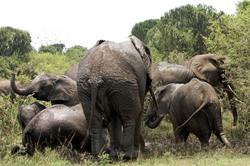 Wildlife in Uganda
