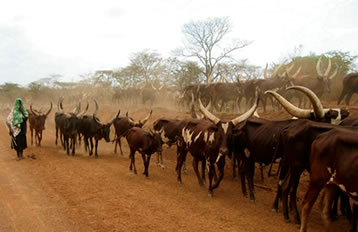 Ankole Long Horned Cattle