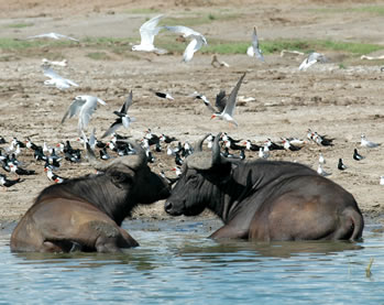Kazinga Channel - Uganda Tour