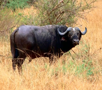 Buffalo in Lake Mburo National Park