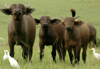 Wildlife Safari in Uganda's National Park