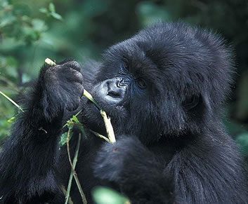 Gorilla in Bwindi Impenetrable Forest