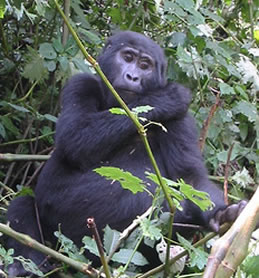 Mountain Gorilla