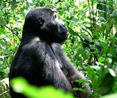 Mountain Gorilla in Bwindi
