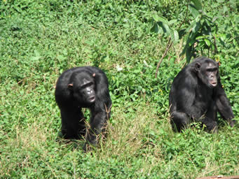 Wildlife in Uganda
