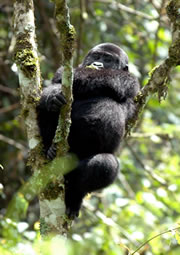 Mountain Gorilla