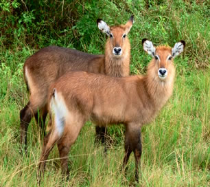 Elands in Lake Mburo National Park