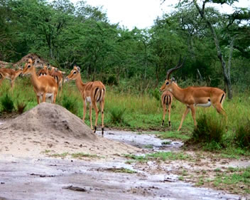 Wildlife Safari in Uganda