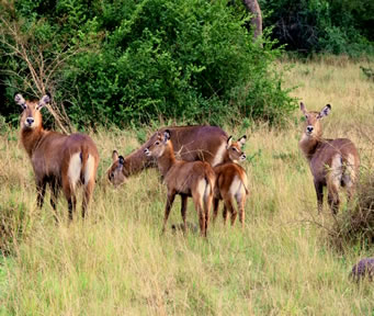 Wildlife Safari in Lake Mburo