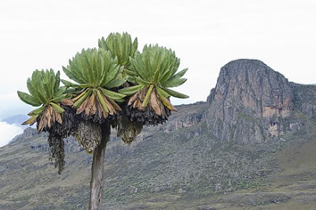 Mount Elgon National Park