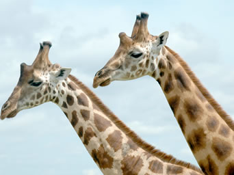 Lion by Paul Stanbury