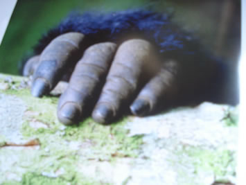 Bwindi Forest - Famous Gorilla Safari Destination