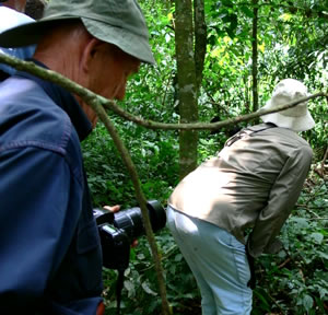 Gorilla Trekking in Bwindi Forest