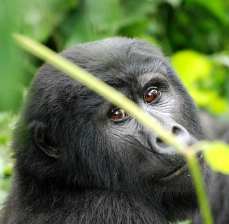 Mountain Gorilla in Bwindi