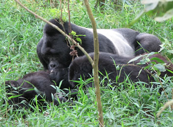 Mountain Gorilla in Bwindi