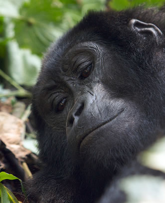 Mountain Gorilla