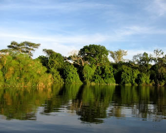 Mountain Gorilla by Peter Price