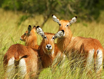 Lake Mburo Wildlife Safari