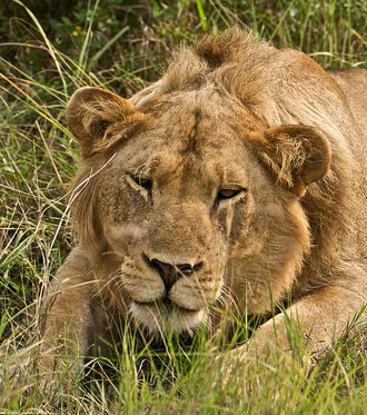 Lion in Queen Elizabeth National Park