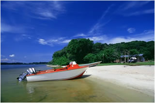 Lion by Paul Stanbury