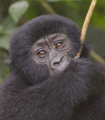 Mountain Gorilla by Peter Price