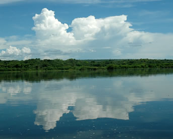 Mountain Gorilla by Peter Price