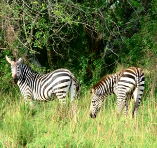Zebras in Lake Mburo National Park